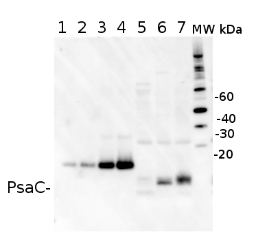 western blot using anti-PsaC antibodies on Prochlorococcus sp. 